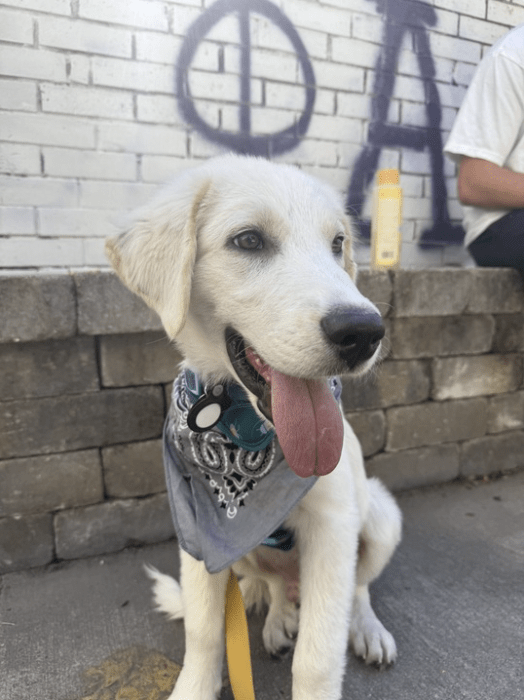 white lab puppy wearing a bandana